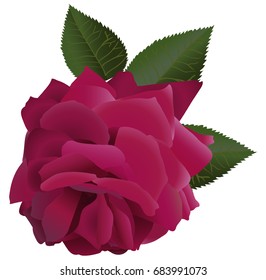 Red Rose