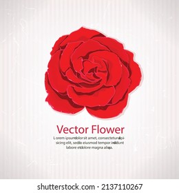 red rose 3D flower design vector