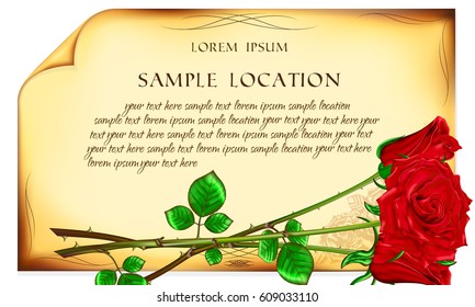 Red rose against the old paper background