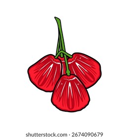 red rose apple vector illustration