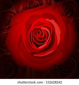 red rose background
