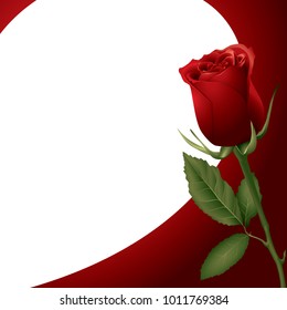 Red rose. Background or prolactin.