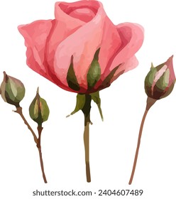 red rose, beautiful flower on white background, watercolor vector illustration, botanical painting