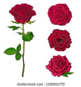 Red rose blooms set with branch of summer flower and different buds in sketch style isolated on white background. Collection of various hand drawn rose blossoms, vector illustration.