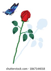 red rose with a blue butterfly 