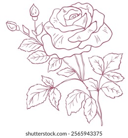Red Rose Branch. Line Art Illustration.