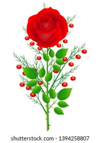 Red rose with branches of asparagus on a white background.