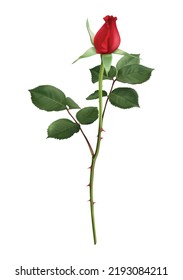 Red Rose Bud With Green Leaves Realistic Vector Illustration