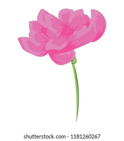 
Red rose bud with green stem

