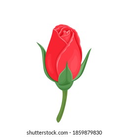 Red rose bud isolated on white background. Vector illustration of a beautiful flower in cartoon flat style.