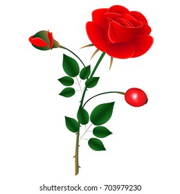 Red rose with bud and ripe berry.