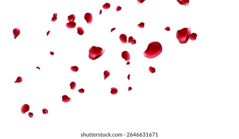 Red rose and cherry blossom falling Elements for Valentine's Day, Mother's Day, March 8. sakura petals on fake transparent background, isolated