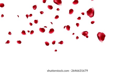 Red rose and cherry blossom falling Elements for Valentine's Day, Mother's Day, March 8. sakura petals on fake transparent background, isolated