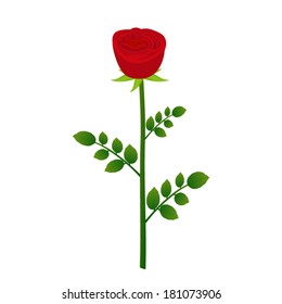 red rose closeup on a white background 