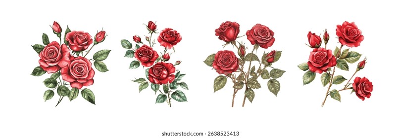 Red Rose Clusters Watercolor Botanical Illustrations