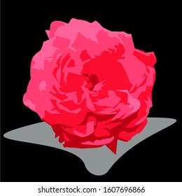 Red rose in the dark