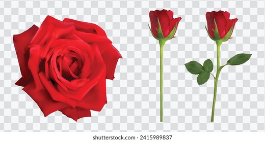 red, rose, Valentine’s Day, collage, blooming, Red rose  Realistic love  Fresh, full, single beautiful, 3d flower, vector advertisement, isolated on white background. png, 