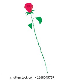 Red rose drawing. vector illustration.