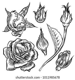 Red rose drawn style on white background. Vector.