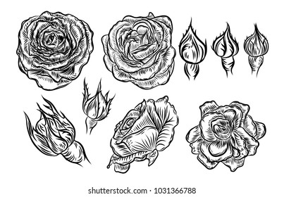 Red rose drawn style on white background. Vector.
