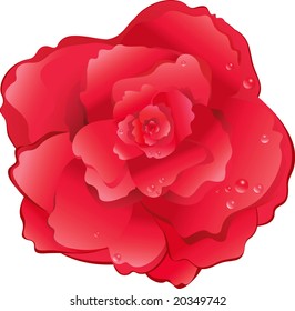 Red rose, drops of water,  vector