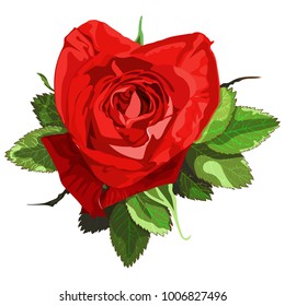Red rose flower.