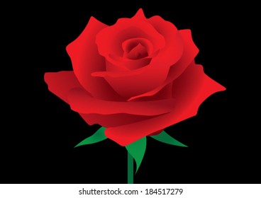 red rose, flower
