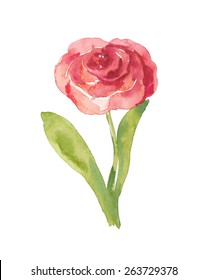 red rose flower