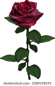 red rose flower blooming vector21
