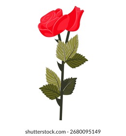 Red rose flower and bud on one stem. Vector illustration isolated on white background.