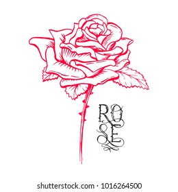 Red Rose Flower Bud in Sketch Style. Blossoming Single Rose Head flower and Stem Hand drawn Vector Isolated Rose Illustration. Engraving object.
