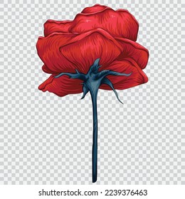 Red rose flower drawing vector illustrations. Botanical floral hand drawn element.