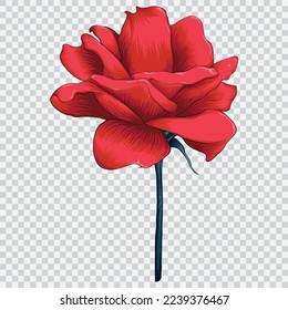 rote Rosenblütenzeichnung, Vektorgrafiken. Botanisches, blumengezeichnetes Element.
