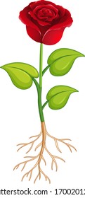 Red rose flower with green leaves and roots on white background illustration