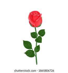 Red rose flower with green stem and leaves isolated on white background. Vector floral illustration in cartoon flat style.