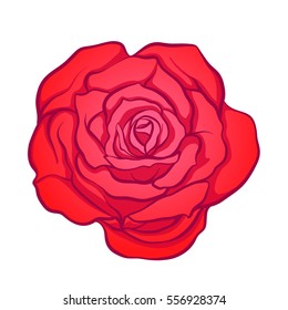 Red rose flower isolated hand drawn. Stock line vector illustration.