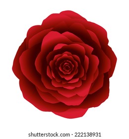 Red rose flower isolated on white.
