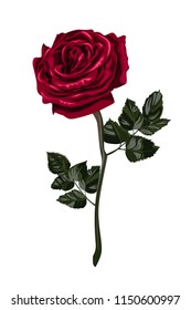 Red rose flower with leaves.