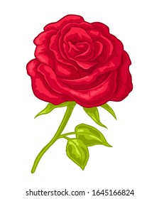 Red rose flower with leaves. Color flat vector illustration isolated on white background.