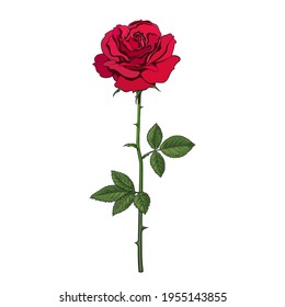 Red rose flower with leaves and stem. Vector illustration isolated on white background. Decorative element for tattoo, greeting card, wedding invitation,