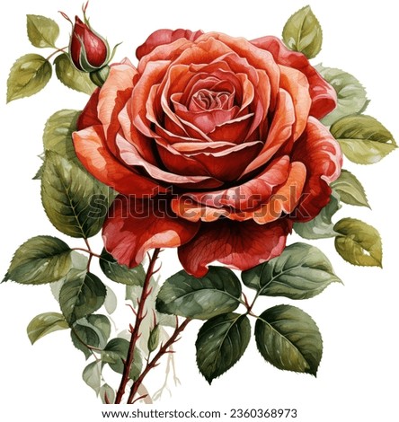 Red rose flower, leaves, watercolor illustration.