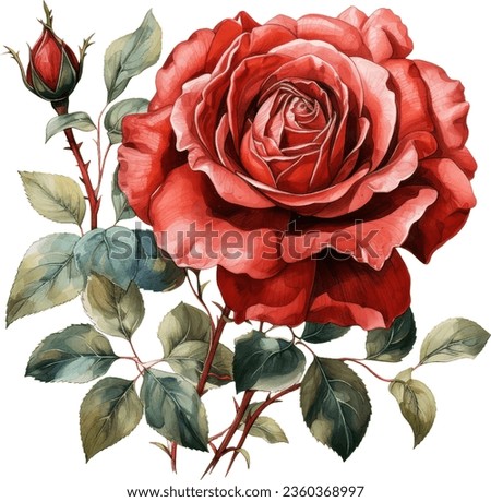 Red rose flower, leaves, watercolor illustration.