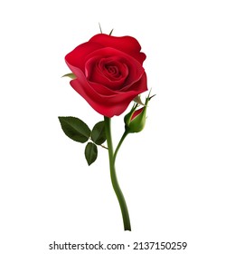 Red rose flower png vector, Beautiful Red rose vector