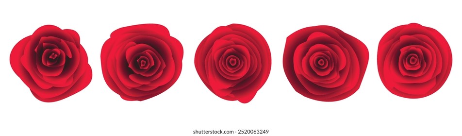 Red Rose Flower set isolated on trasnparent background