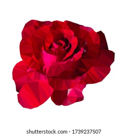 red rose flower vector illustration low polygon style on white background