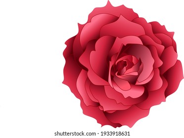 red rose flower vector illustration on white background