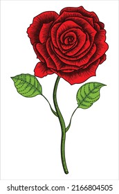 A Red Rose Flower in a Woodcut Etching or Engraving Line Art Style. Vector Engraving Looking Colored Illustration of Red Rose on White Background.