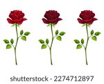Red rose flowers with stems isolated on a white background. Set of vector illustrations