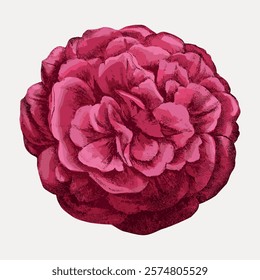 Red rose, French flower vintage illustration by François-Frédéric Grobon isolated on white, vector. Vintage beautiful flower illustration, hand drawn floral vector isolated on white background.