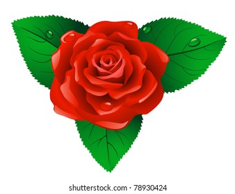 Rosa roja con hojas verdes sobre fondo blanco.